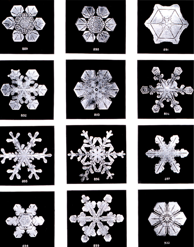 close-up photographs of snowflakes